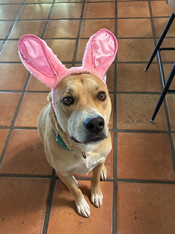 Dog wearing pink bunny ears